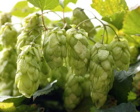 Create Your Own Brewing Corner: Nurturing Hops Proves to Be Simple and Rewarding